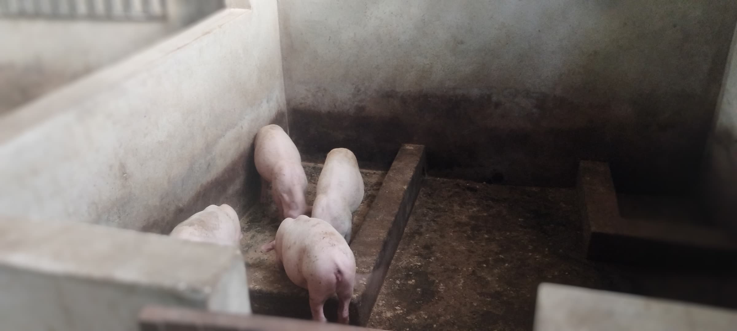 Four young pigs gathered around a concrete feeding trough.
