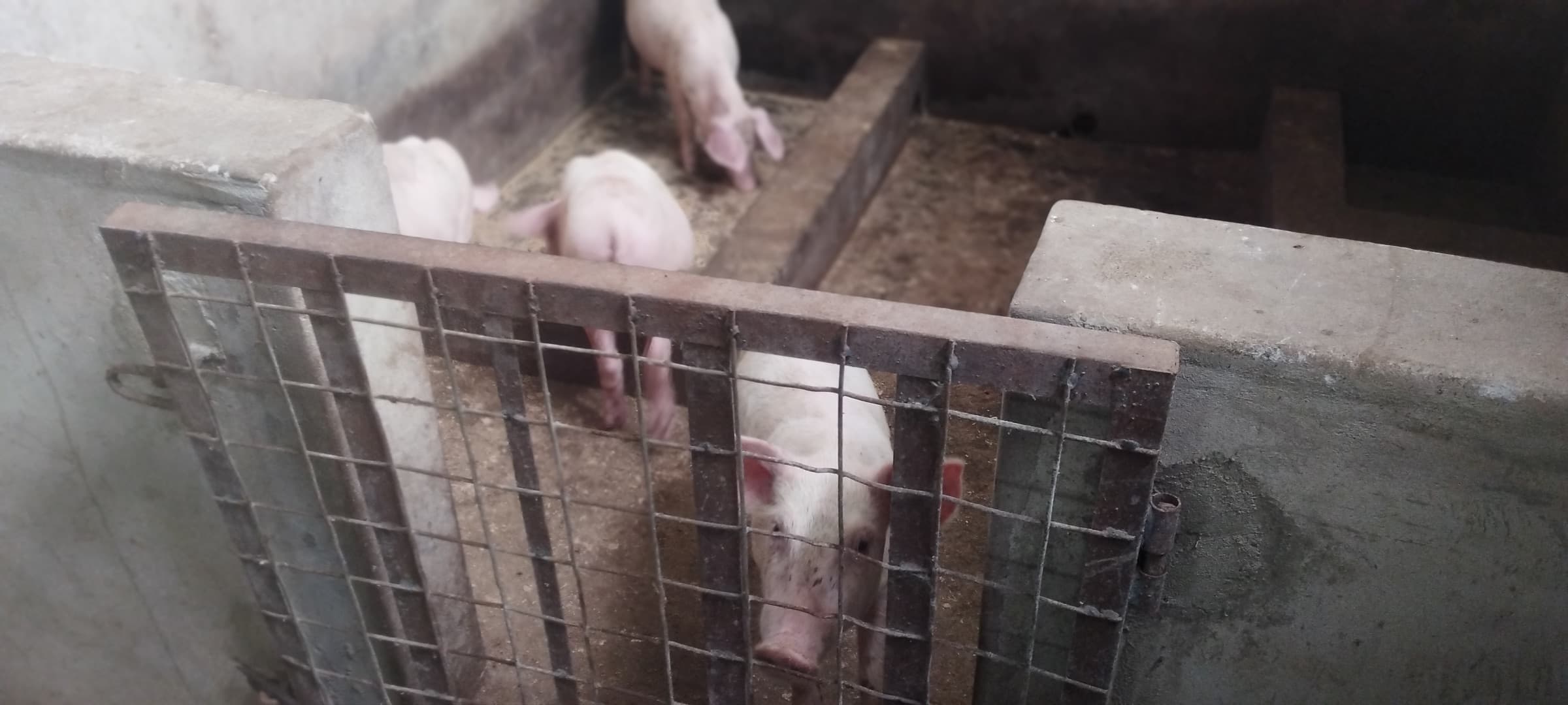 A pig looking through a metal gate, with other pigs at a trough behind it.