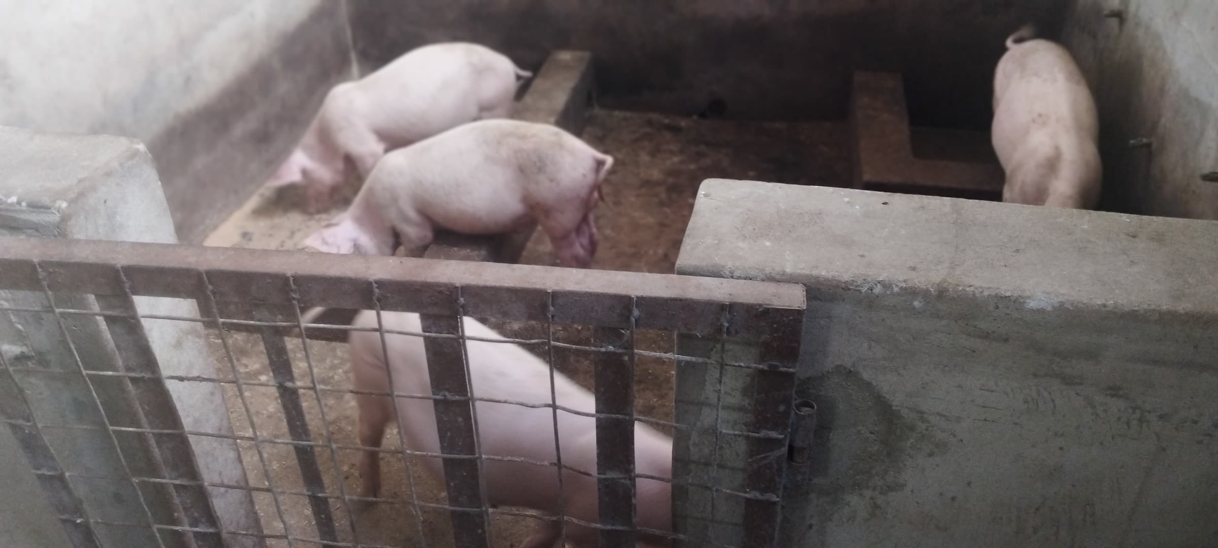 Several pigs in a pen, including one standing behind a wire gate.