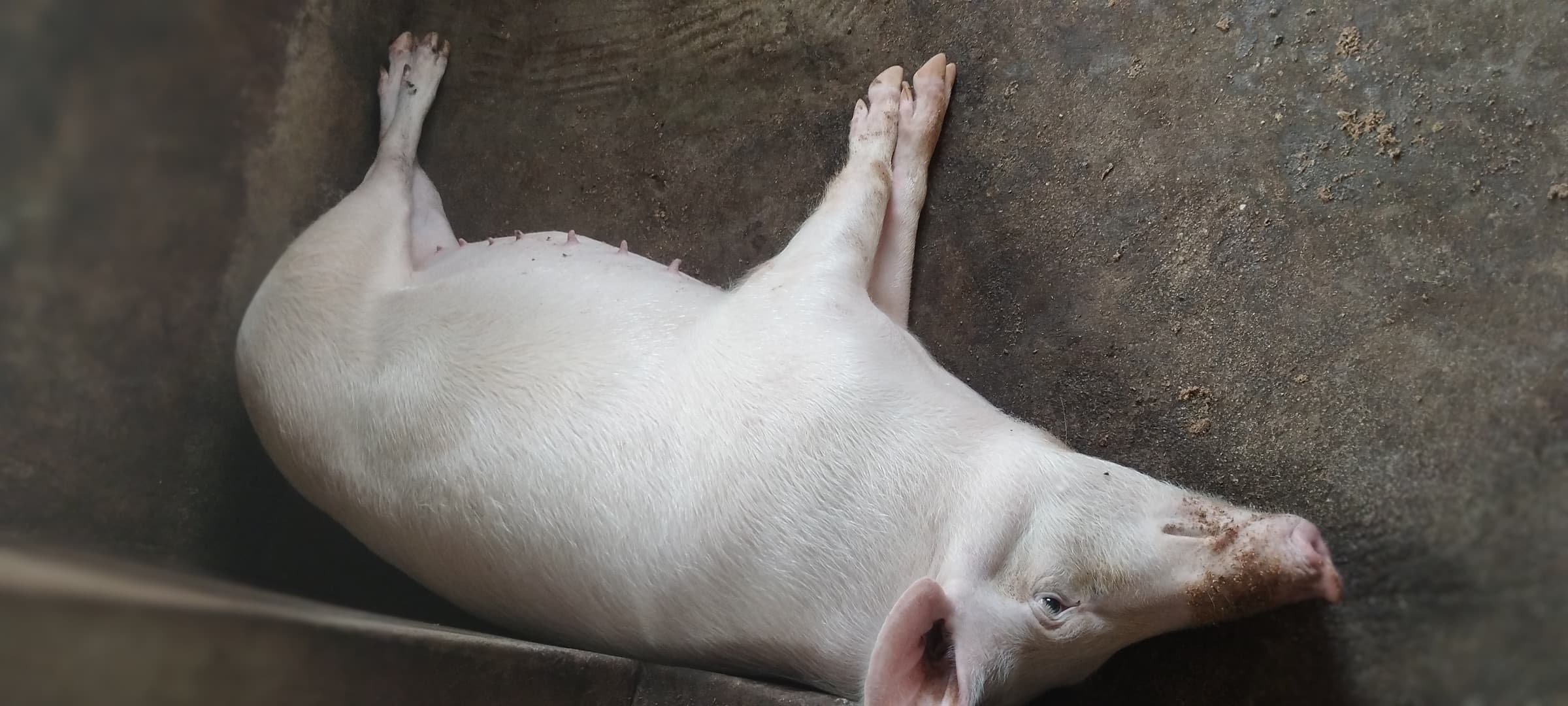 A sow lying on her side on the floor of a pen.