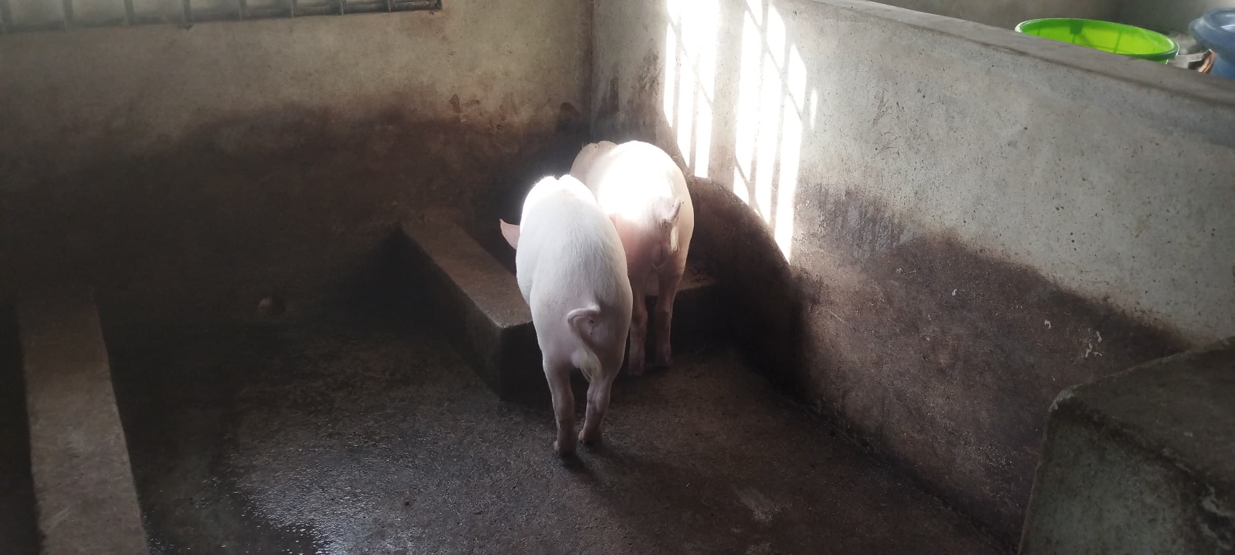 Two pigs standing together in a sunlit corner of a concrete pen.