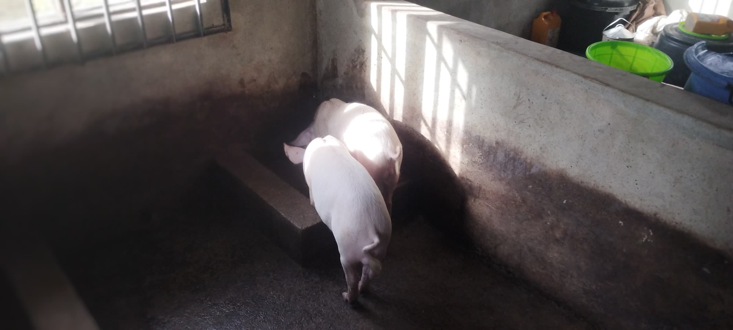 Two pigs in a pen, with sunlight across the wall and buckets stored nearby.