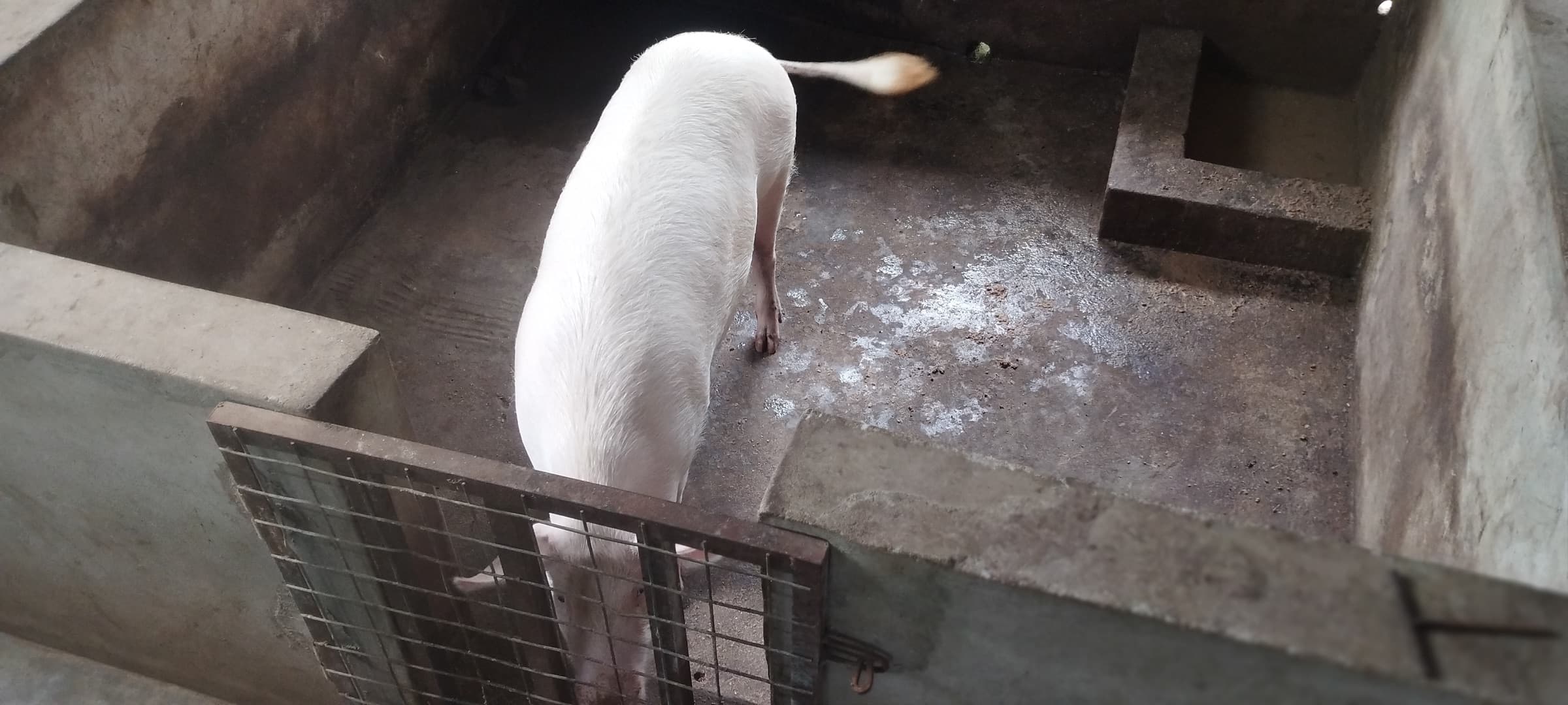 A large white pig seen from above, standing in a pen beside a wire gate.