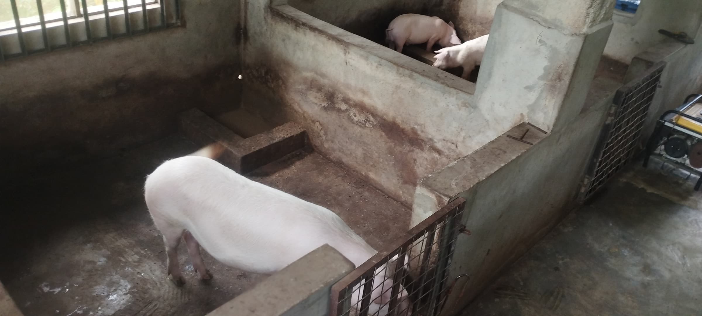 A large white pig in the foreground and two pigs in a raised pen behind.